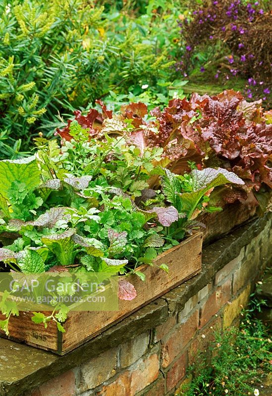 Caisses en bois plantées de légumes à salade à feuilles rouges et vertes