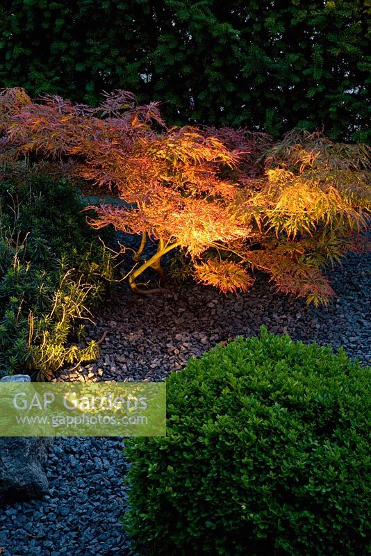 Spot lumineux illuminant Acer dans le jardin