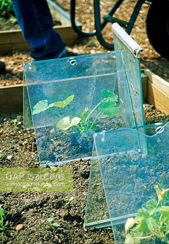 Faire des cloches de changement faites à partir de panneaux de verre protégeant les légumes