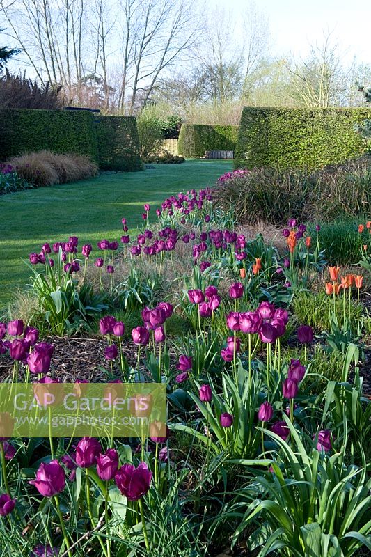 Les tulipes sont éclairées par une lumière qui jette un œil tôt le matin, pour leur donner forme et identité. Au-delà, il y a de hautes haies qui séparent les différentes 'pièces' qui composent le jardin - Broadview Gardens, Hadlow College, Kent.