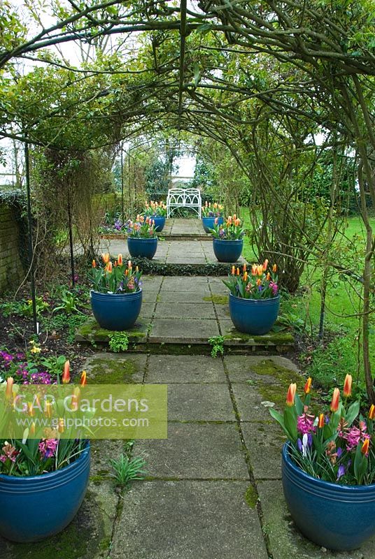 Pergola soutenant roses et clématites présente des pots de bulbes de printemps, de tulipes et de jacinthes, menant vers un siège en métal dans un jardin privé, Hampshire