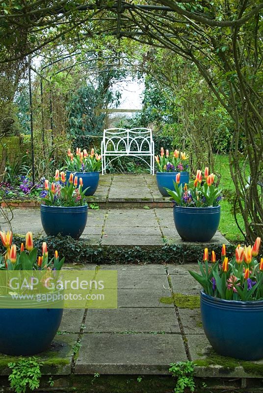Pergola soutenant roses et clématites présente des pots de bulbes de printemps, de tulipes et de jacinthes, menant vers un siège en métal dans un jardin privé, Hampshire