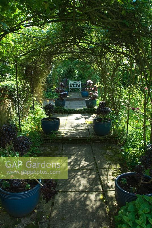 Pergola couverte de roses et de clématites mène à un banc, encadrée de pots d'Aeonium 'Zwartkop '. Jardin privé, Hampshire.