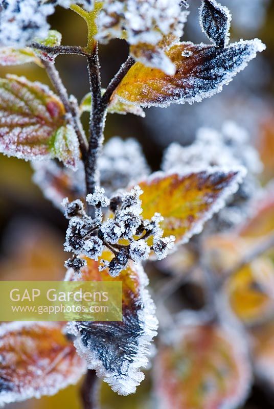Feuillage d'automne et têtes de graines de Spiraea, pétillantes de gel en octobre