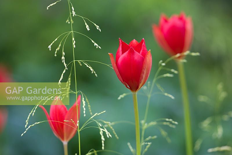 Tulipa sprengeri à Dial Park, Worcestershire