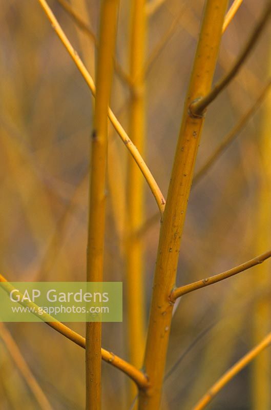 Tiges de Salix alba 'Golden Ness' en hiver