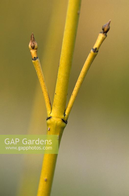 Cornus sericea 'Budd's Yellow' - Tiges en hiver