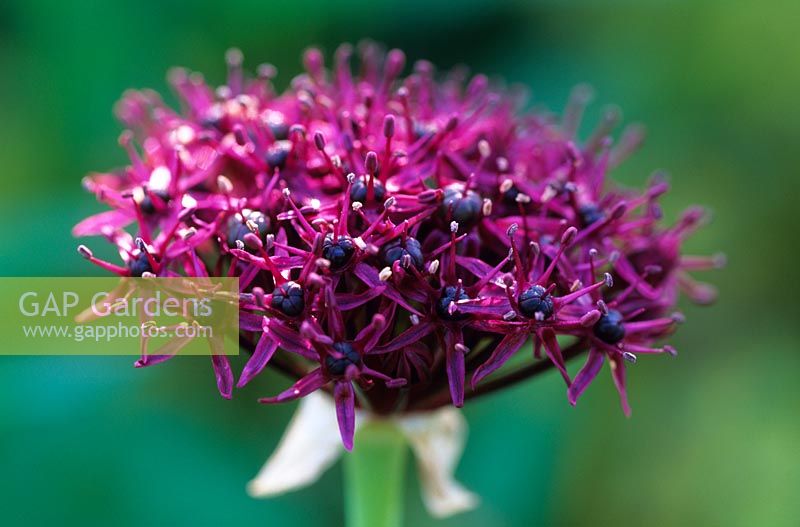 Allium atropurpureum fleurit dans le Gravel Garden sec à la fin du printemps à Beth Chatto's Garden, Essex.