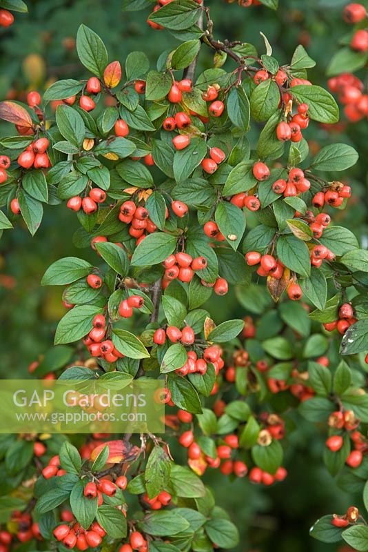 Cotoneaster hroizontalis - Arbuste à feuilles caduques étalé à feuilles arrondies vert foncé devenant rouge en automne et baies rouge vif