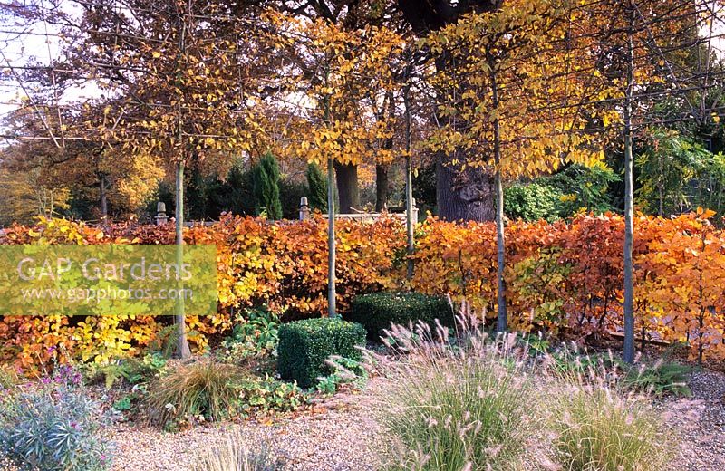 Fagus sylvatica - Haie de hêtres avec feuillage d'automne dans un petit jardin familial avec Tilia cordata - Tilleuls et Pennisetum orientale à RGS Wisley, Surrey