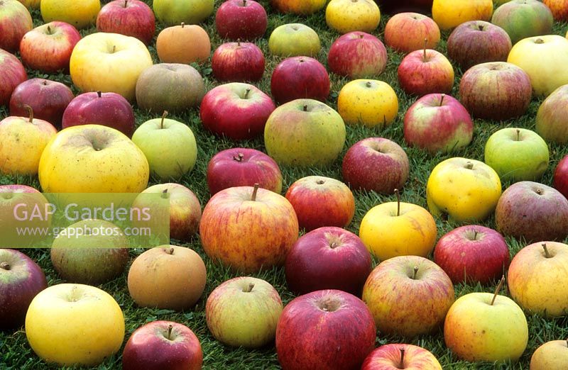 Une sélection de pommes cueillies du pommier de la famille de Paul Barnett