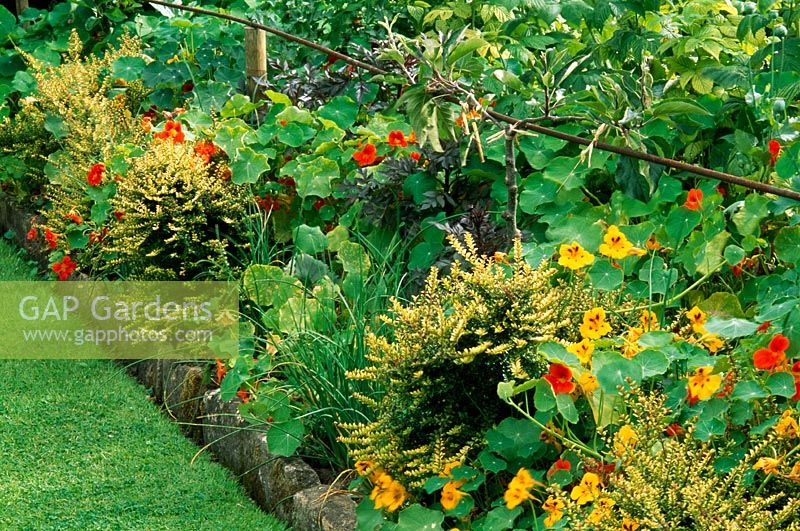 Potager de bordure de parterre étroit avec Lonicera 'Baggesen's Gold', ciboulette, capucines et dahlias à feuilles foncées - Yews Farm, East Street, Martock, Somerset