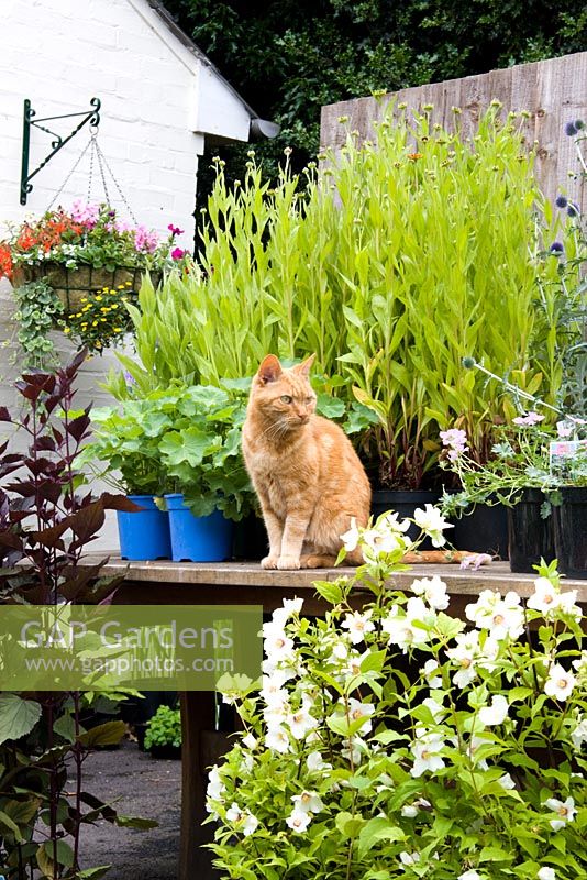 Jimmy le chat gardant des plantes en vente lors d'une journée portes ouvertes NGS à Honeybrook House Cottage, Worcestershire