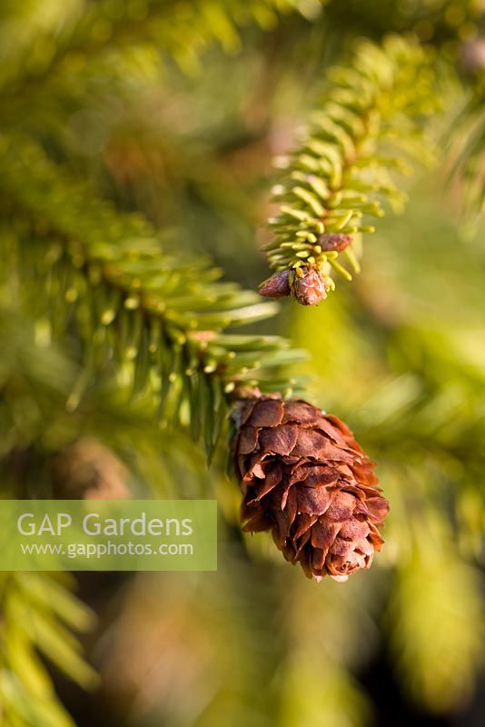 Picea abies 'Acrocona'