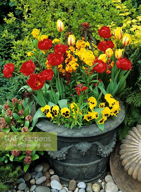 Couleurs ardentes pour le printemps dans un pot fourré avec Euphorbia 'Fireglow', Tulipa 'Rembrandt' et 'Carlton' et des fleurs de mur et des pensées gratuites