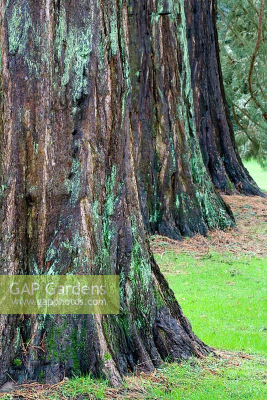 Sequoiadendron giganteum - Séquoia géant, Sierra Redwood ou Wellingtonia à Goucestershire National Aboretum