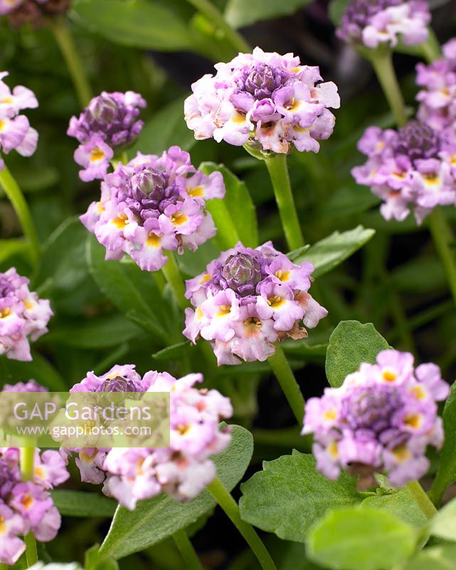 Lippia nodiflora 'Pom Pom'