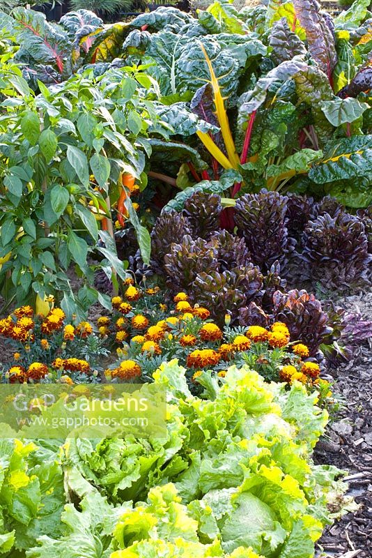 Légumes variés et Tagetes - Lactuca sativa 'Leny', Lactuca sativa 'Gaugin', Capsicum annuum 'Pinokkio' et Beta vulgaris 'Bright Lights'