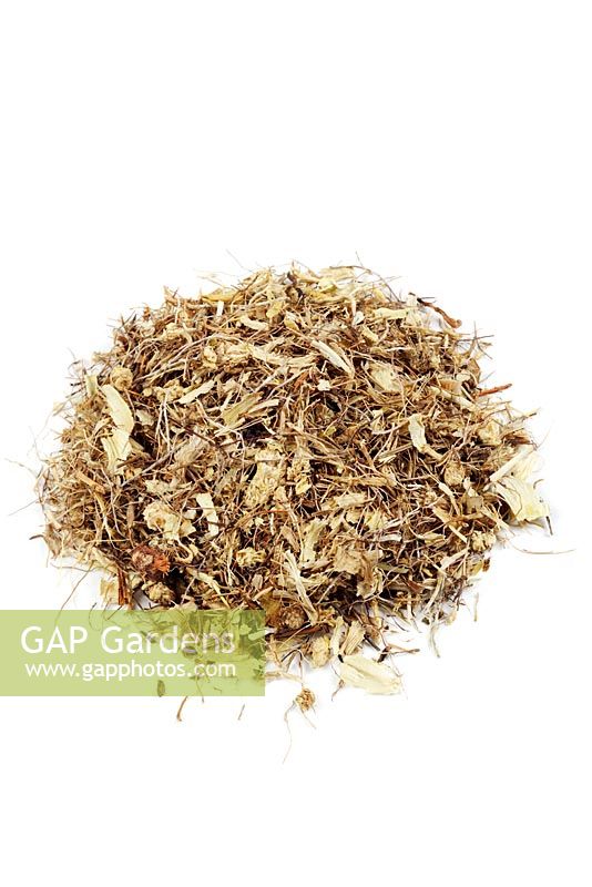 Véritable herbe de licorne - Aletris farinosa. Ceci est utilisé en phytothérapie pour traiter l'anorexie, les coliques, les troubles menstruels et le prolapsus utérin