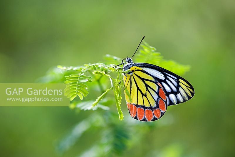 Delias eucharis - Papillon Jezebel commun dans le pays indien