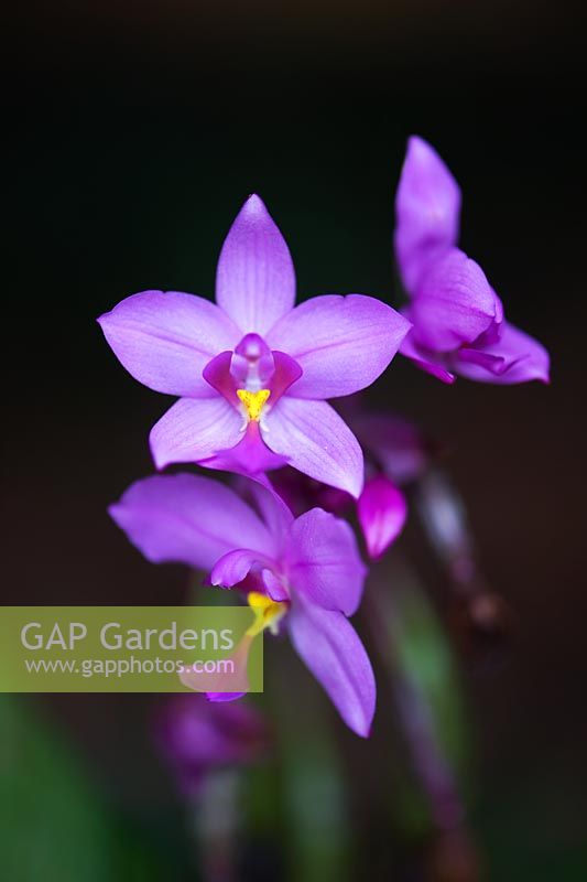 Spathoglottis Plicata - Fleur d'orchidée moulue dans la campagne indienne
