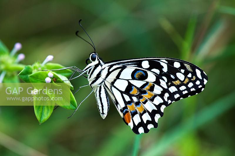 Papilio Demoleus - papillon de chaux, reposant sur une plante dans la campagne indienne