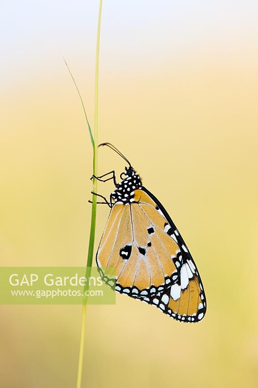 Danaus Chrysippus - papillon tigre ordinaire assis sur une tige d'herbe
