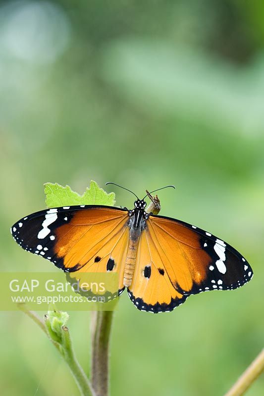 Danaus chrysippus - Papillon tigre ordinaire avec ailes déployées