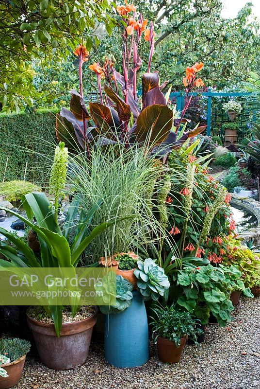 Canna 'Tropicana', Eucomis pole evansii, Miscanthus sinensis 'Morning Light', Eucomis autumnalis, Fucshia 'Karolle' et en pots ci-dessous - Echeveria glauca, Pelargonium, Pelargonium 'Vancouver Centennial'