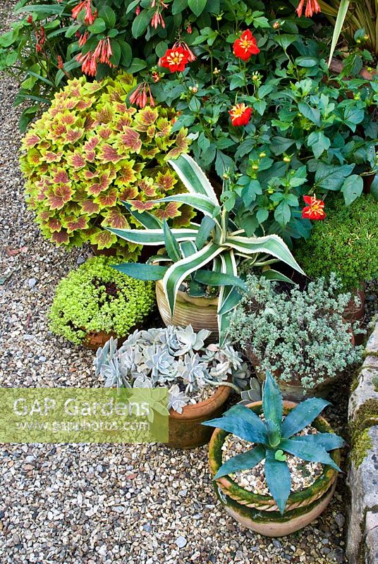 Plantations en pots mixtes - Fuchsia 'Karolle', Dahlia 'Festivo', Pelargonium 'Vancouver Centennial', Saxifrage, Graptopetelum paraguayense, Agave et Agave americana