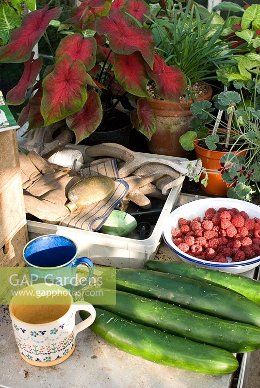 Etabli de serre avec concombres récoltés 'Burpless Tasty Green', bol de framboises 'Autumn Bliss', gants, tasses et plantes dont Caladium bicolore