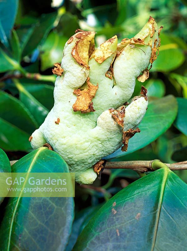 Camelia Gall causée par le champignon Exobasidium Camelliae