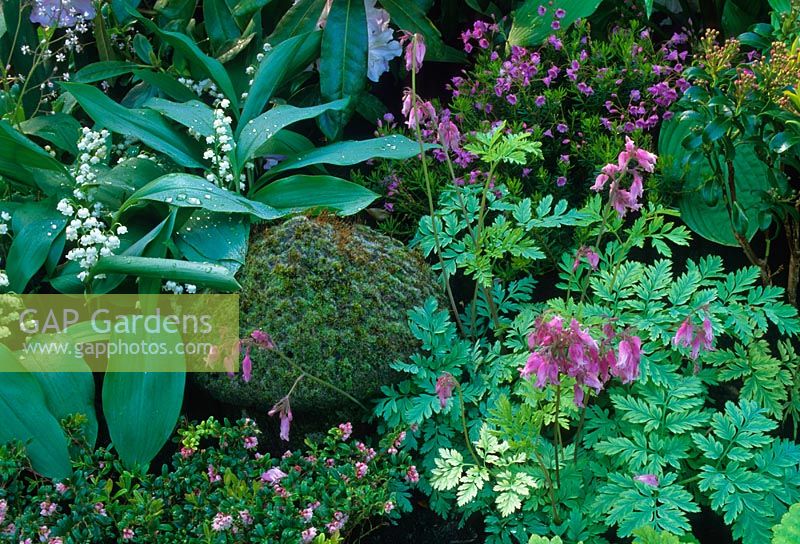 Plantation de couvre-sol, y compris Convallaria et Dicentra dans le jardin 'Memories of Rex' au RHS Chelsea Flower Show