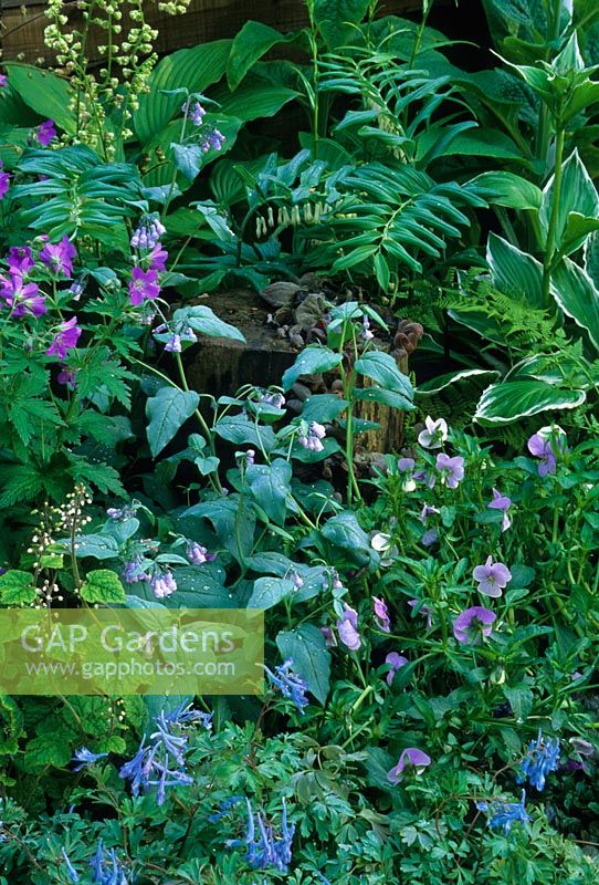 Plantation de couvre-sol, y compris Corydalis, Heuchera, Viola, Geranium, Polygonatum et Hosta dans le jardin 'Memories of Rex' au RHS Chelsea Flower Show