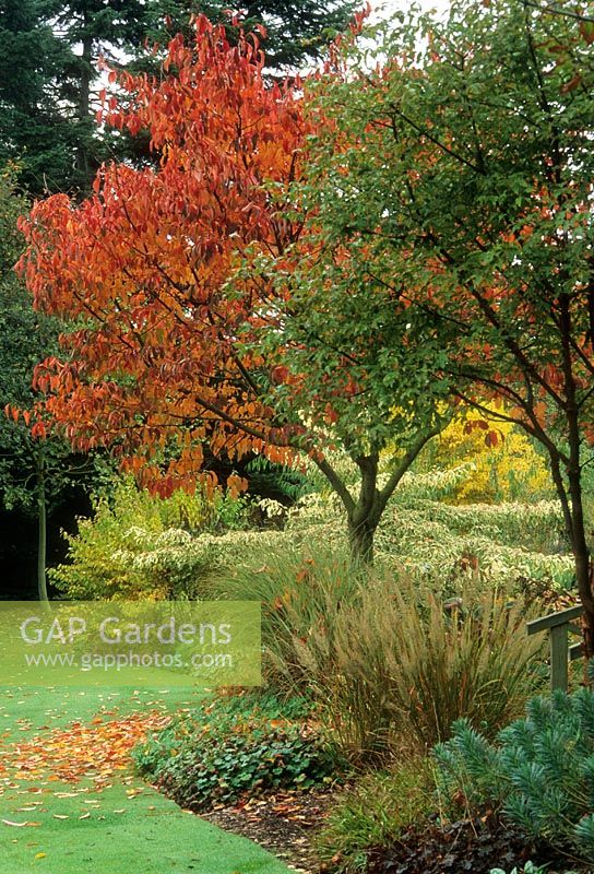 Parterre d'automne de Prunus, Acer, Euphorbia, Cornus alternifolia 'Argentea' et Grass - Glen Chantry, Essex