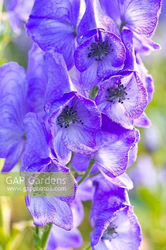 Aconitum