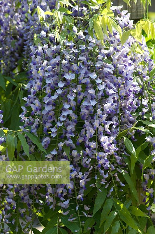 Wisteria floribunda 'Multijuga' - RHS Wisley, Surrey