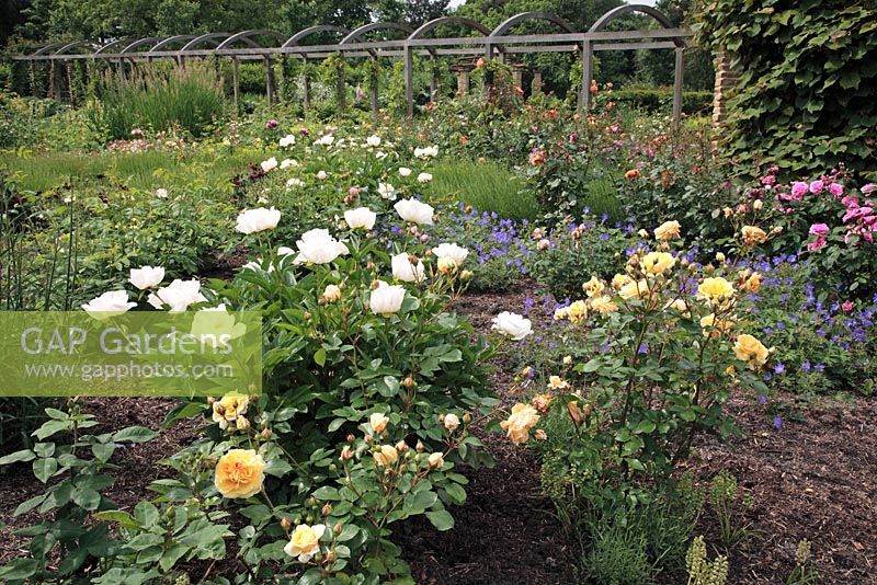 Parterre de chalets mélangés de Rosa, Paeonia, Geranium et Lavandula, pergola en bois en arrière-plan - Sexby Garden, Peckham Rye Park, Londres, Heritage Lottery Fund