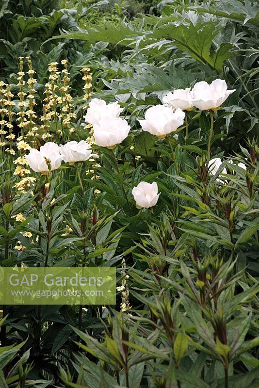 Paeonia lactiflora 'Krinkled White', Sisyrinchium striatum et Cynara - Sexby garden, Peckham Rye Park, Londres
