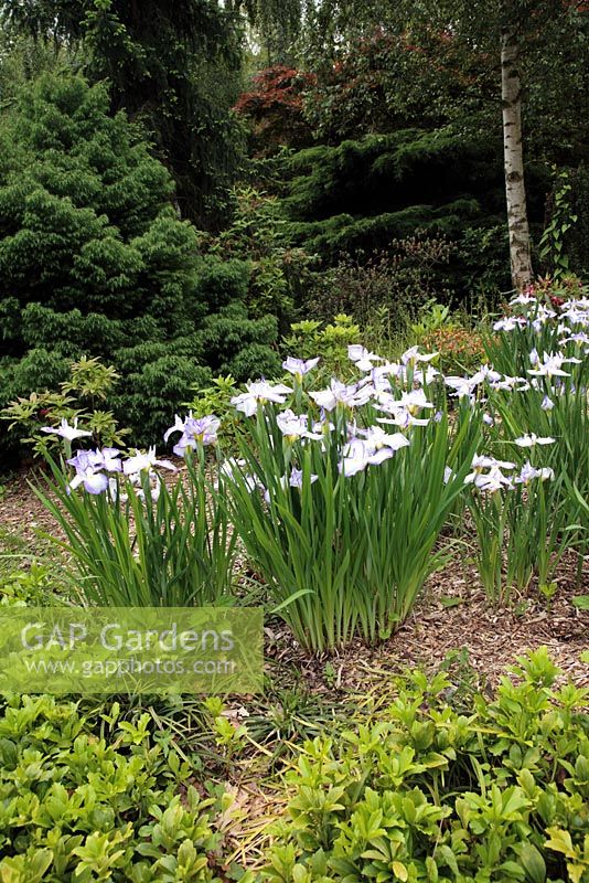 Iris japonica ensata et Pachysandra avec paillis d'écorce - Jardin japonais, Peckham Rye Park, Londres