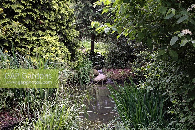 Étang avec petite cascade, Iris pseudocorus, conifères et bambous - jardin japonais, Peckham Rye Park, Londres