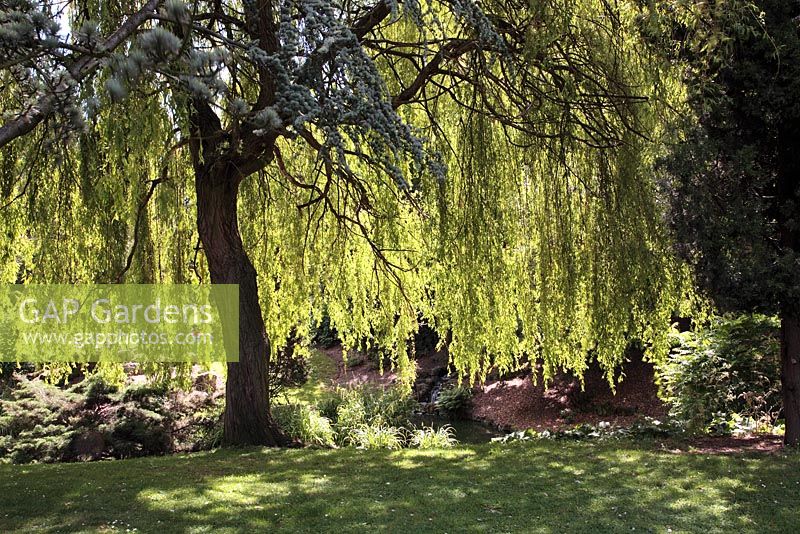 Salix - saule pleureur dans jardin japonais avec petite cascade - Peckham Rye Park, Londres