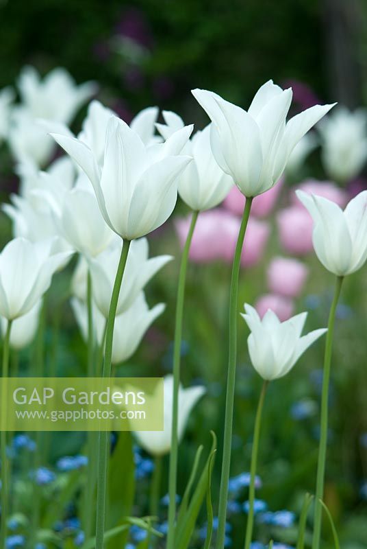 Tulipa 'Triomphateur blanc'
