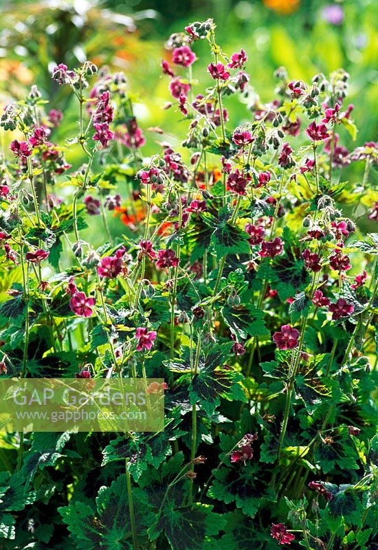 Geranium phaeum