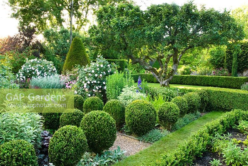 Jardin à la française avec des boules de buis taillées, des chemins de gravier, des roses, des plantes vivaces herbacées et vue sur les pelouses avec haie de buis et pommier antique - Cerne Abbas, Dorset