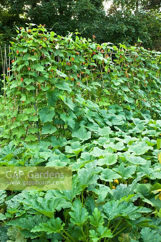 Phaseolus coccineus - Haricots verts avec des plants de courge sur l'attribution