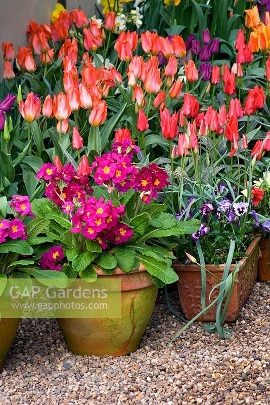 Pots près de la porte d'entrée plantés de bulbes de polyanthus et de tulipes