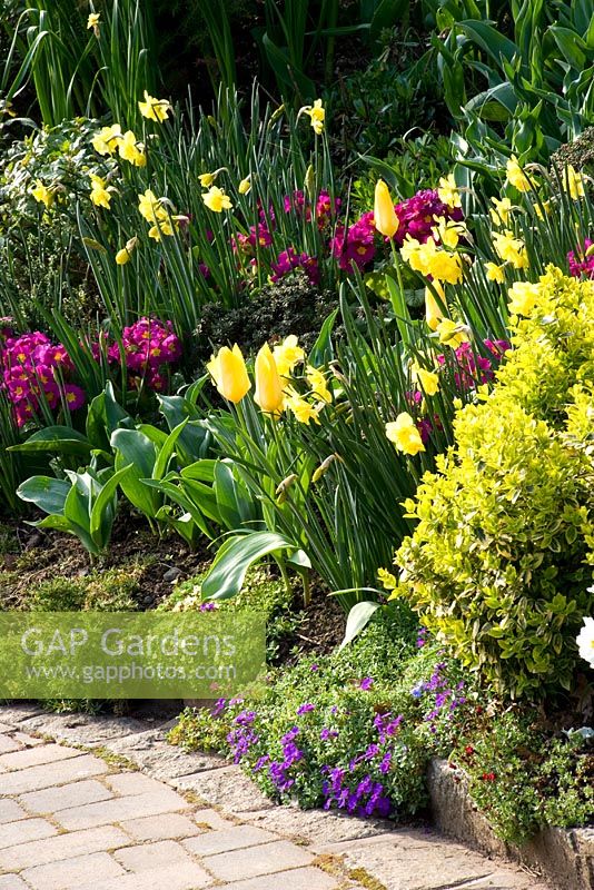 Parterre de jardin Cottage à côté de l'allée plantée d'Euonymus fortunei 'Emerald n' Gold ', Tulipa' Golden Emperor 'et Narcissus' Pipit '- Little Larford, Worcestershire
