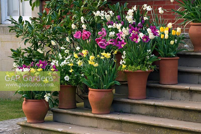 Pots en terre cuite sur les marches à côté de la salle plantée de tulipes et de narcisses au printemps - Kelmarsh Hall, Northamptonshire