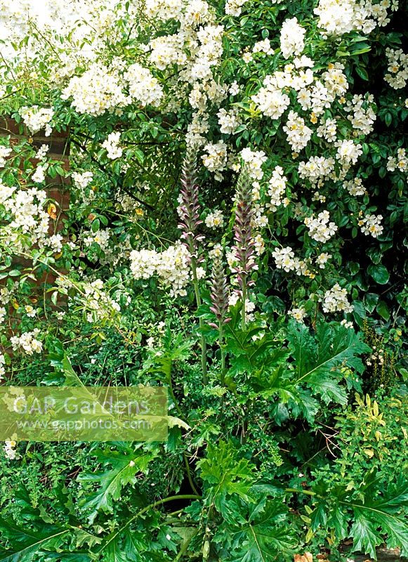 Acanthus mollis poussant avec des roses blanches errantes - Old Tong Farm